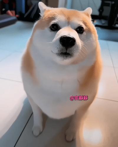 这不就是海豹仔仔