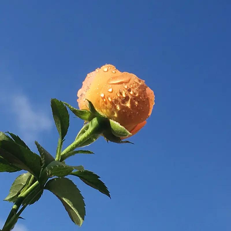 【为了玫瑰🌹，也要给刺浇水】
        “为了玫瑰，也要给刺浇水”，这阿