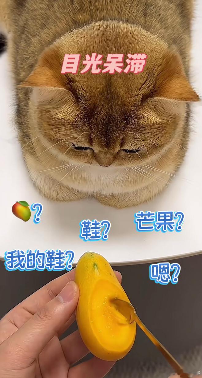 一个芒果炸出多少兴趣邪修 竟把芒果皮做成鞋，果核当作增高垫给毛孩子，新奇创意让人