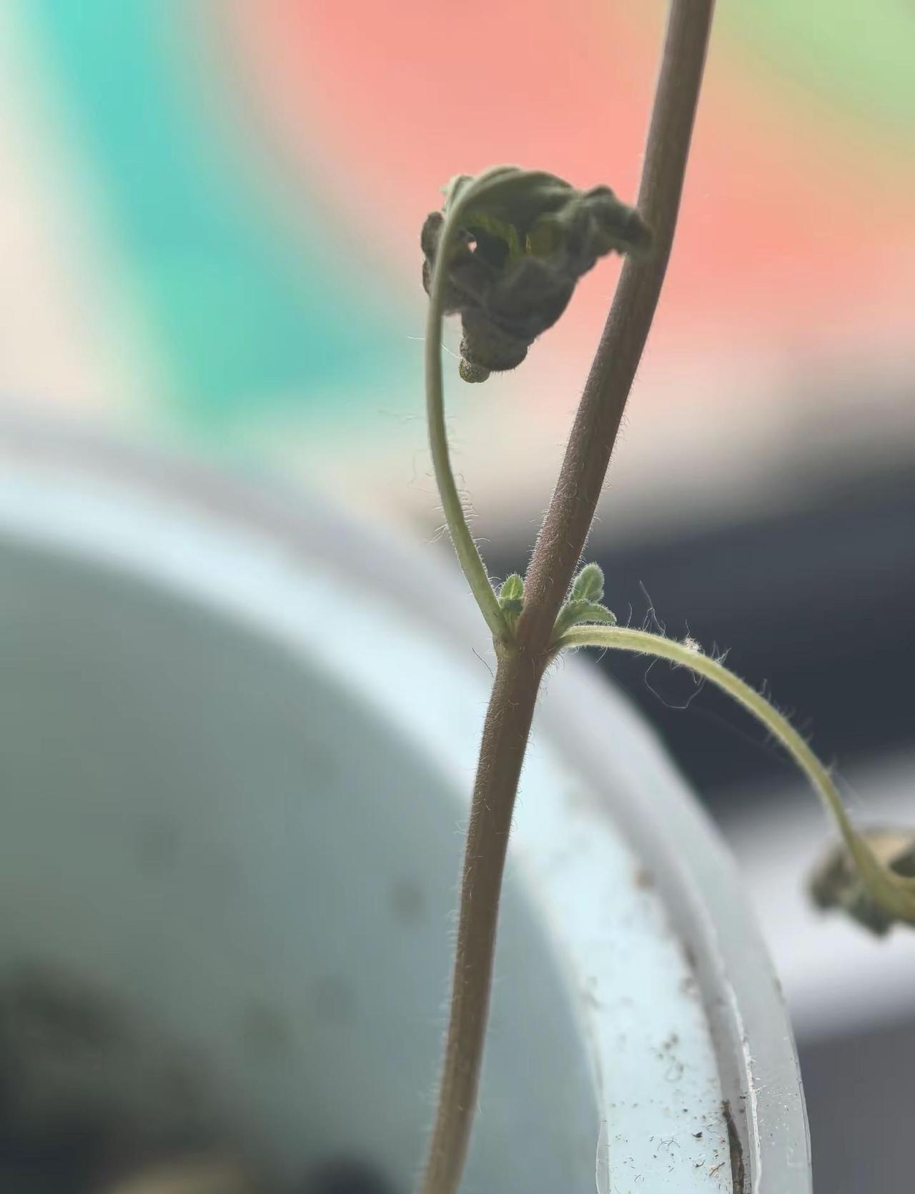 请为生命鼓掌。干旱已经让这颗薄荷死亡，干巴的叶子也快掉落了。浇一次水吧，看看如何