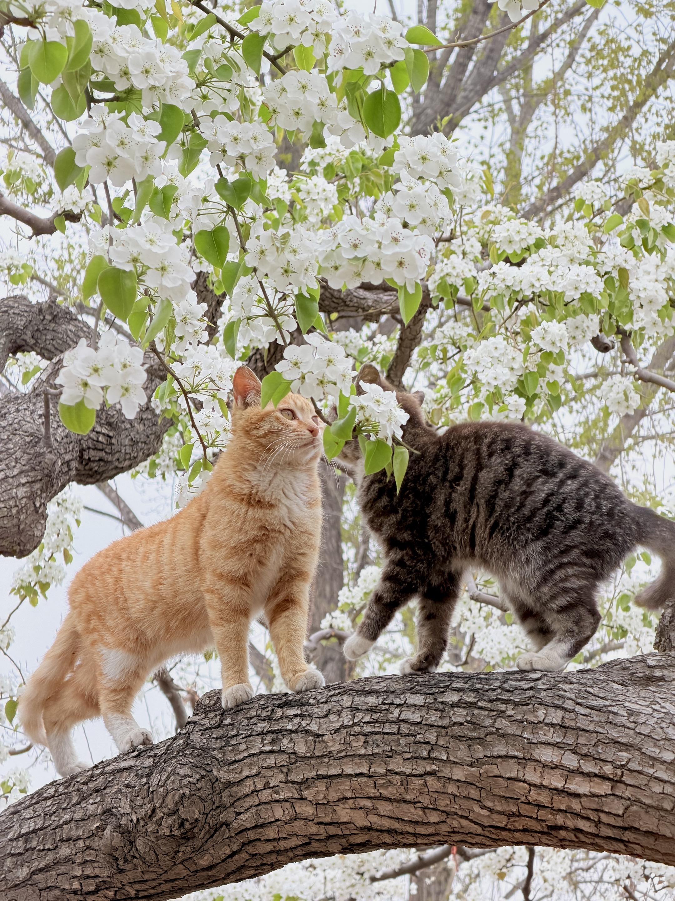 左滑｜看猫猫在梨花下打起来 下午刚拍的，两小无猜好可爱
