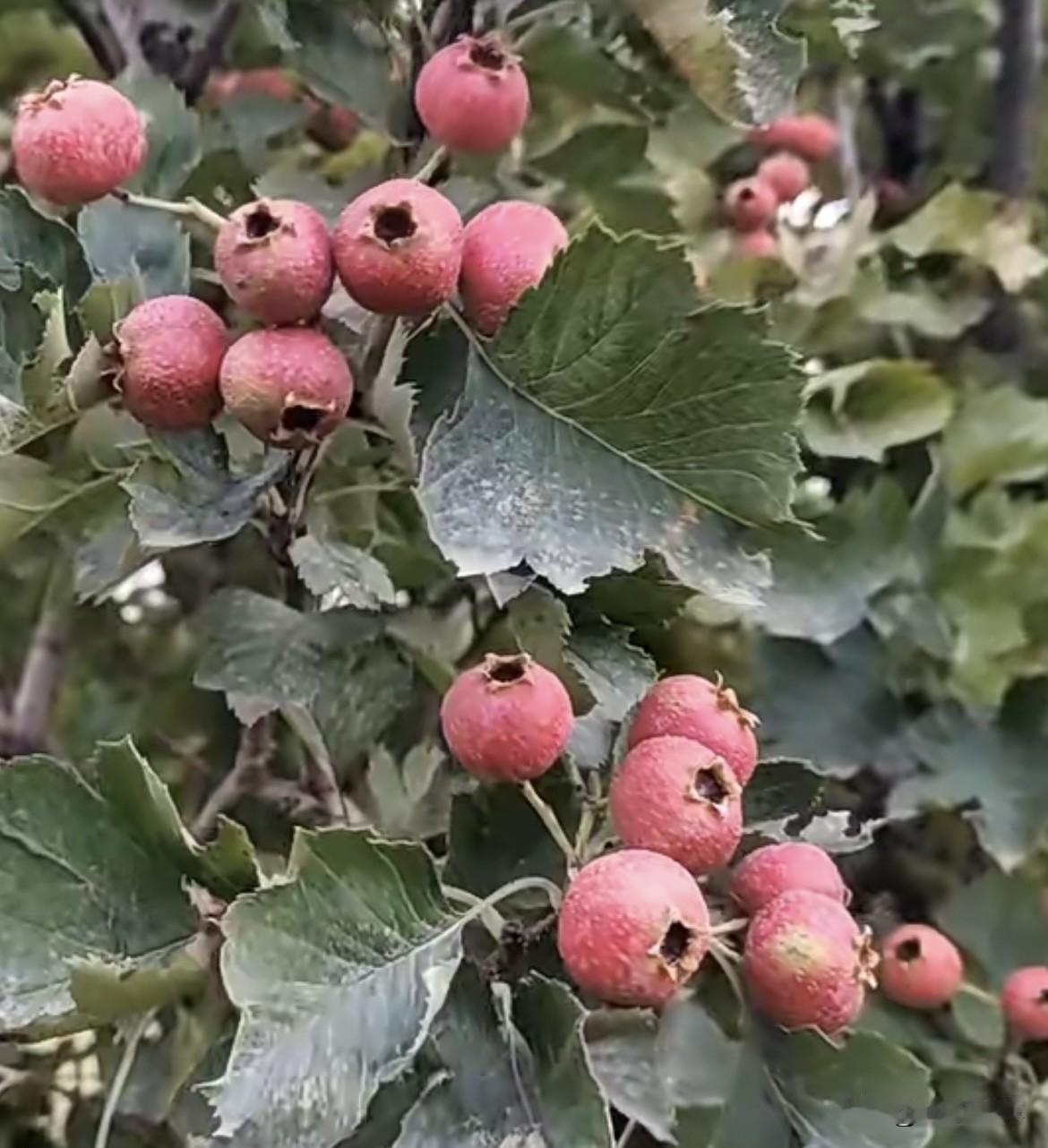 上联：善举流芳百世
   下联：清名遗爱千秋