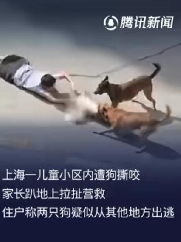 太揪心了！上海一男童在小区内遭两只恶犬撕咬拖拽，狗主人被刑拘！
2026年7月7