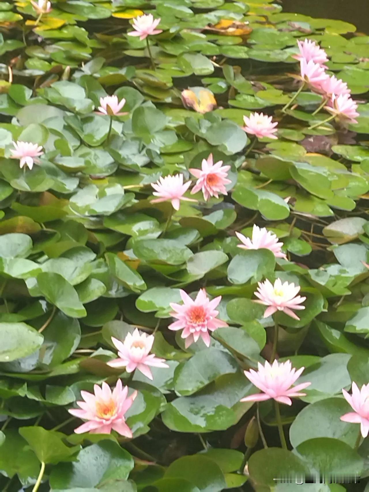 在这里上了这么久的班，第一次看到这么漂亮的荷花，咱也来个优雅的雨中赏荷吧！