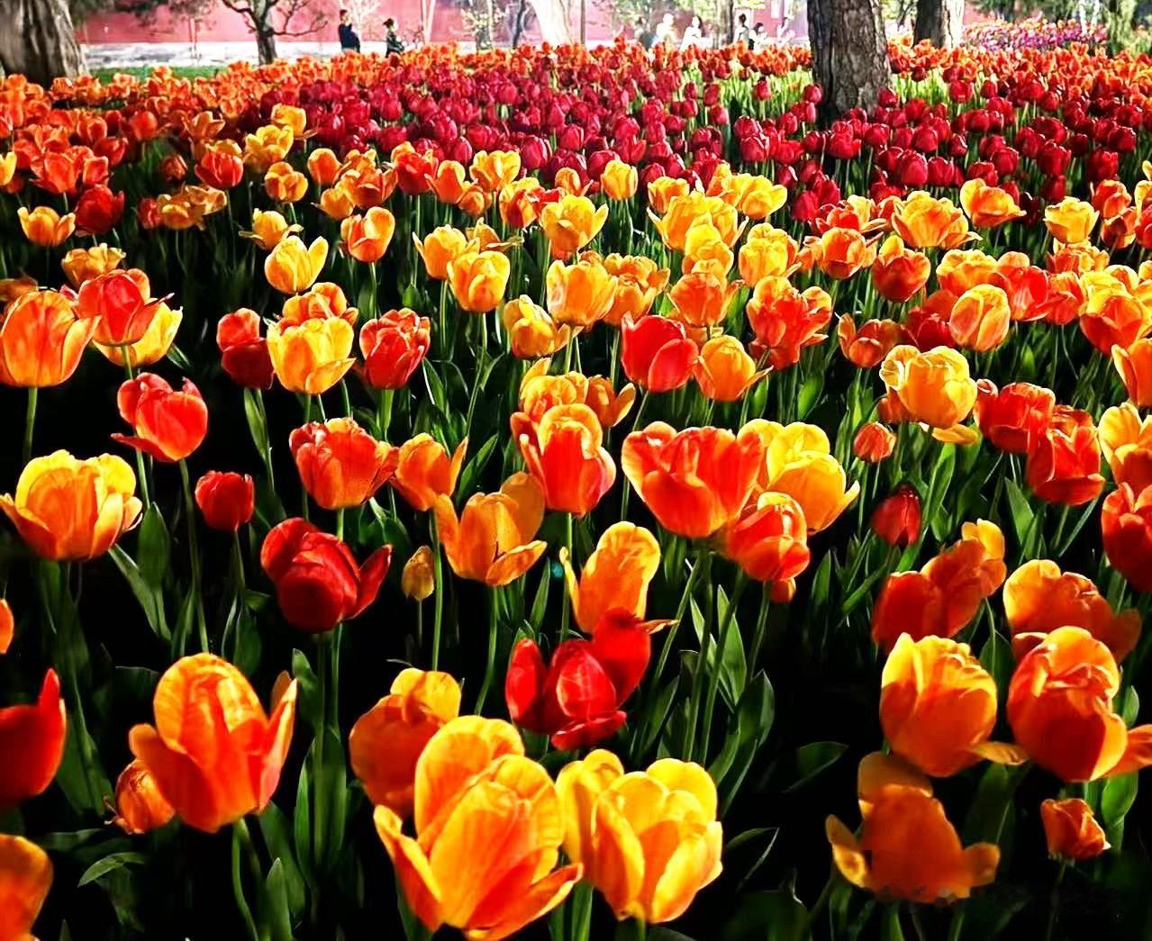 [比心][比心]昨夜梦里随心起舞，说明自己身体慢慢痊愈，精气神在悄悄回笼，身上的