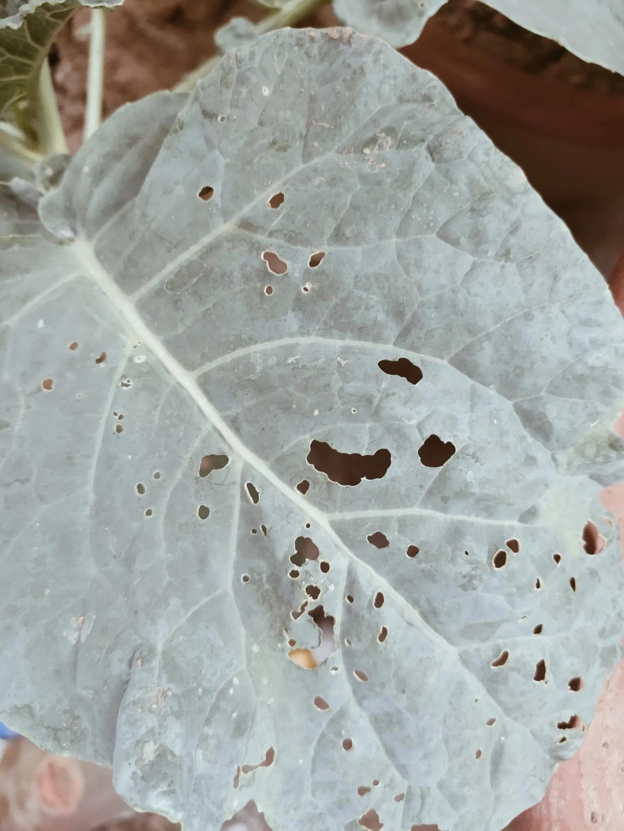 西兰花真是个难搞的蔬菜
我都喷了好几次药了
怎么还是一直有虫子
这是根本杀不完啊