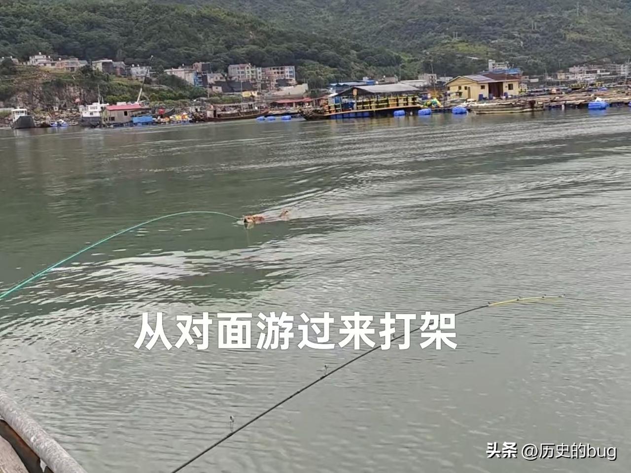 这两只狗子一定有世仇！

近日，福建宁德三都澳海湾里，一位“钓鱼佬”在钓鱼的时候