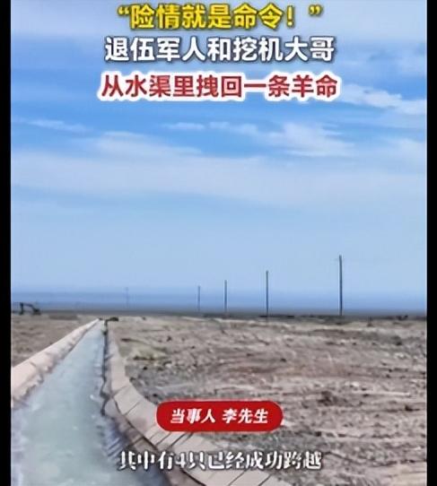 近日，新疆哈密，退伍军人李先生和一位挖机大哥从水渠里拽回一条羊命。当事人李先生称