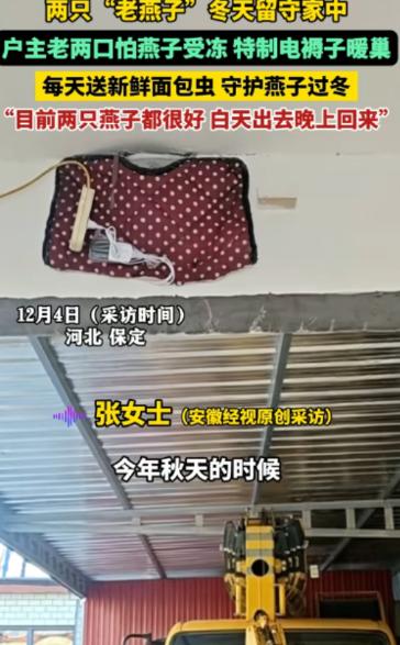 河北，两只“老燕子”无力南飞，留户主家过冬。没想到，户主老两口给两只燕子买了电褥