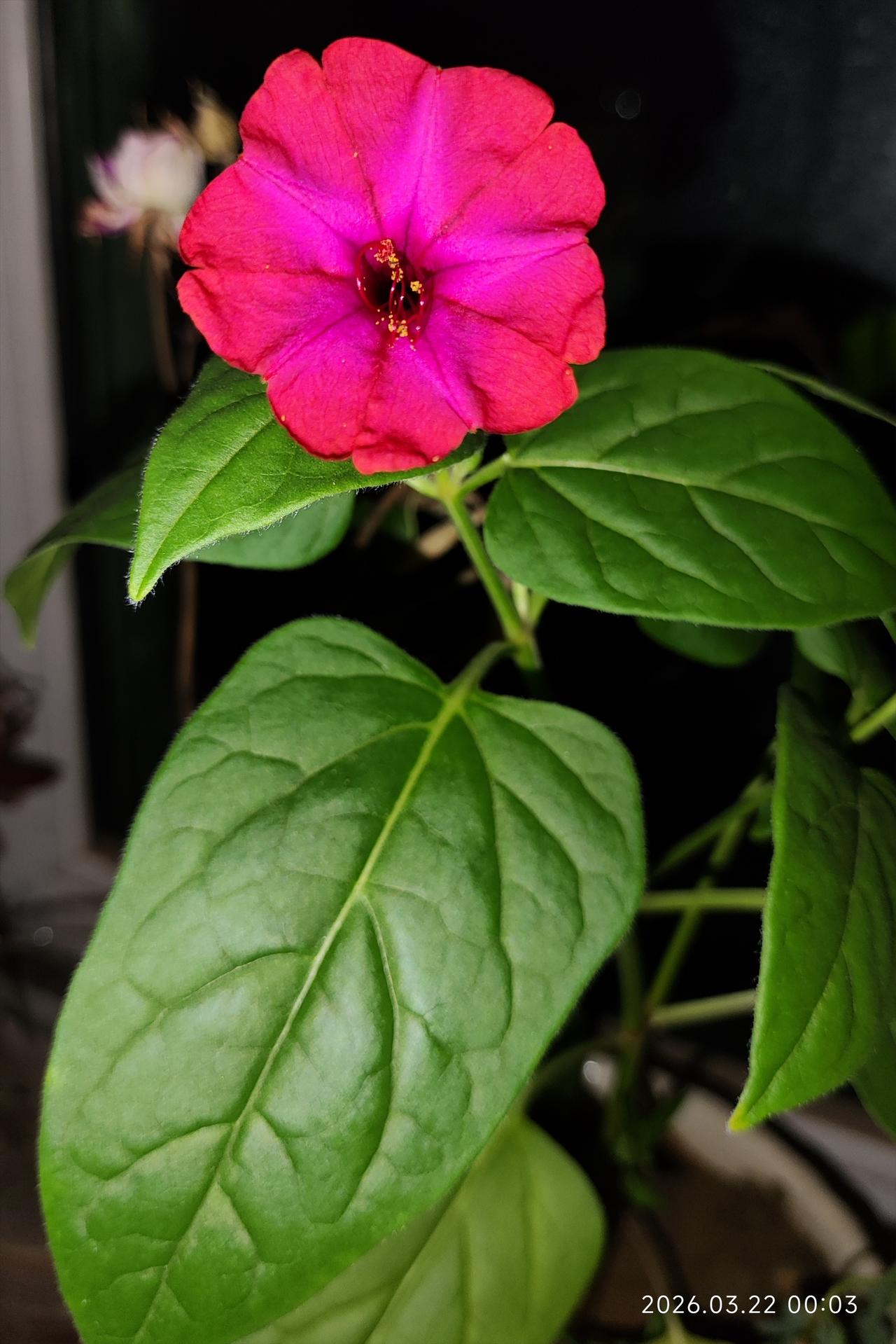 你知道这种花叫什么名字吗？
我竟然种出了一颗地雷花。

我真是个种花小能手。
