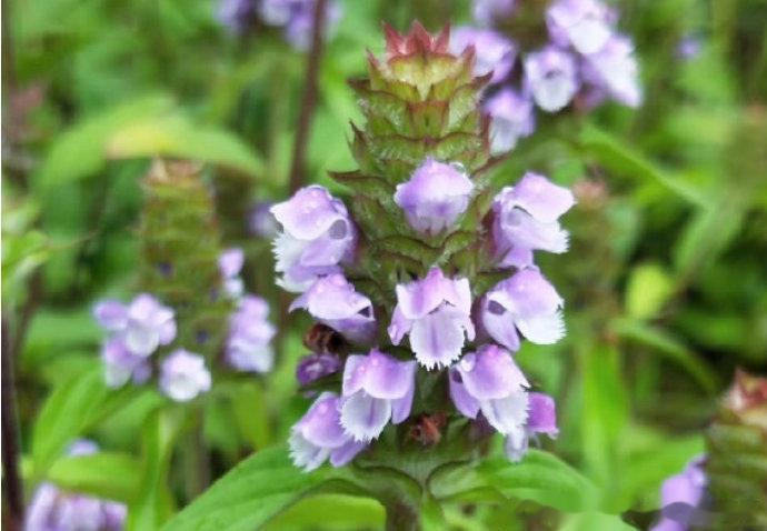 #每天一味中草药# 夏季枯萎的草与良性前列腺增生中医药与哲学很近，因为从各种形式