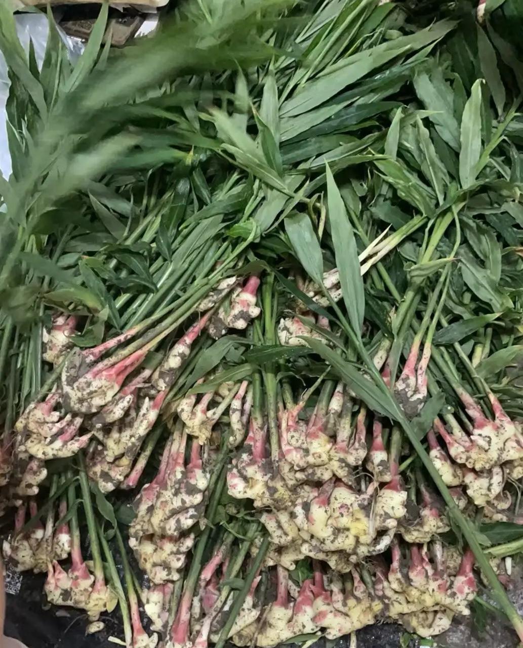 新丰生姜的故事

关于新丰姜的起源，流传最广的是一个颇具传奇色彩的故事。
· 刘