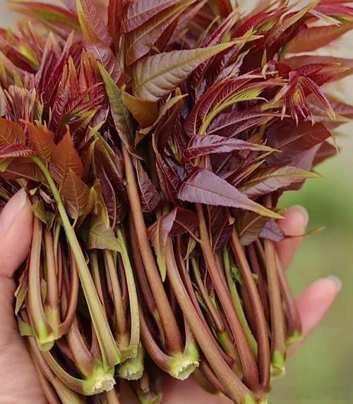 【香椿立大功？40小时清除55%有害菌，春天别错过】最近，朋友圈被一个消息刷屏了