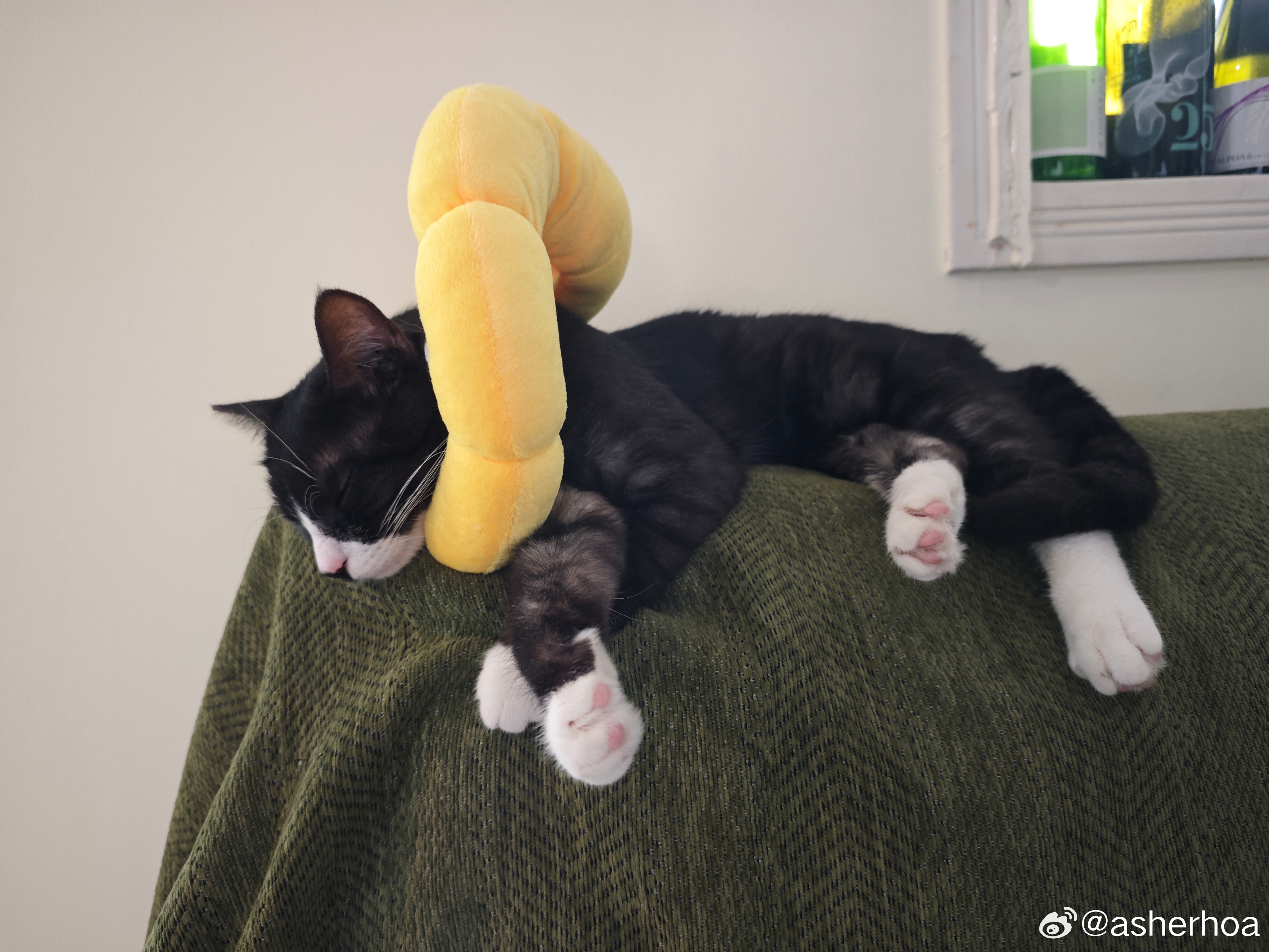 心理素质真稳。奶牛猫
