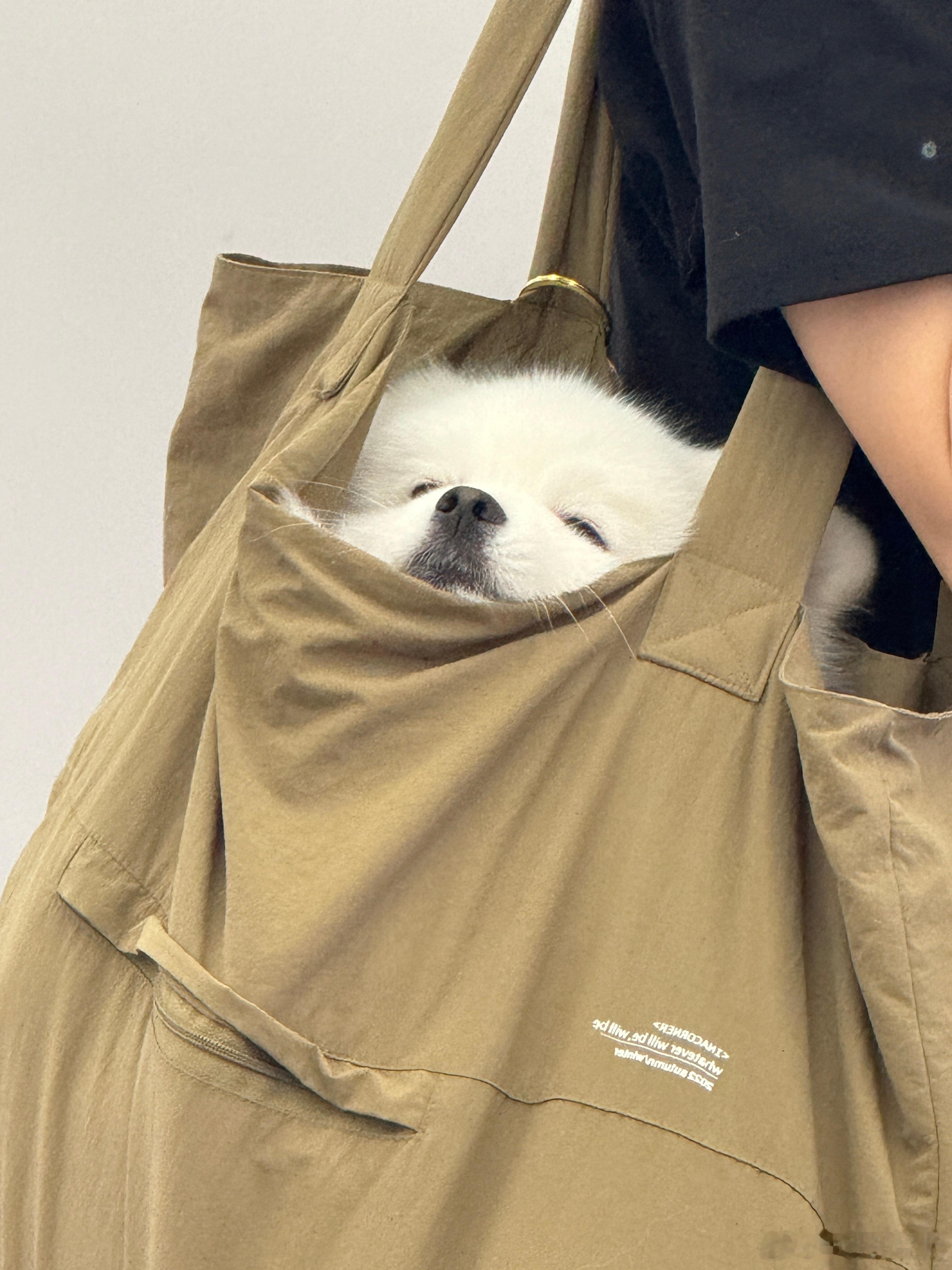 我勒个忠犬八糕 ​​​