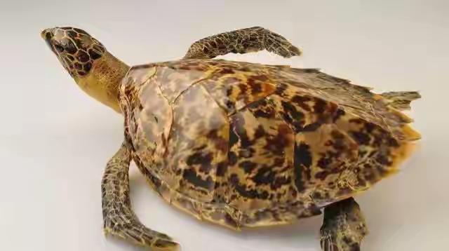 玳瑁（动物们177）

玳瑁，俗称十三鳞，是海龟科玳瑁属的唯一物种，为国家一级重