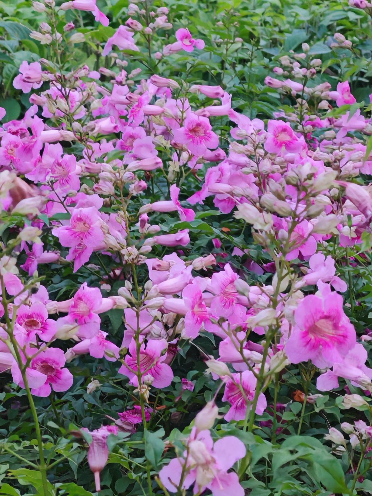 高速上“龟速”行驶确实让人讨厌，可为何屡禁不止呢？先得弄清哪些人会“龟速”行驶，