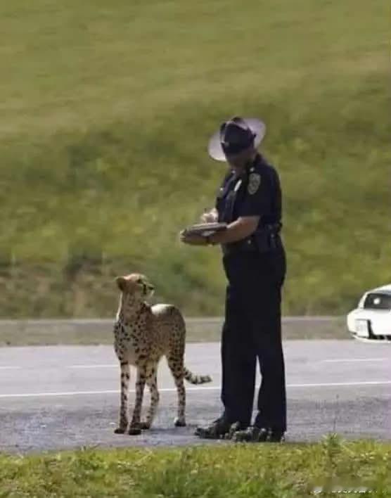南非警方：这里限速90，你给我跑120！猎豹：.......😫FW