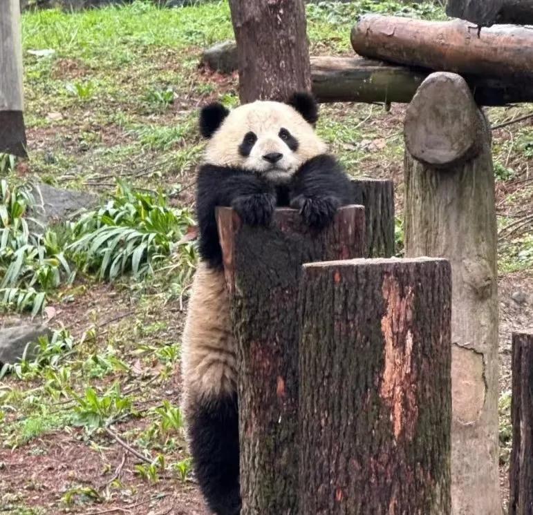 贤贤崽今天化身“体操贤”，平衡木选手在备战洛杉矶奥运会啦！[小鼓掌][小鼓掌][