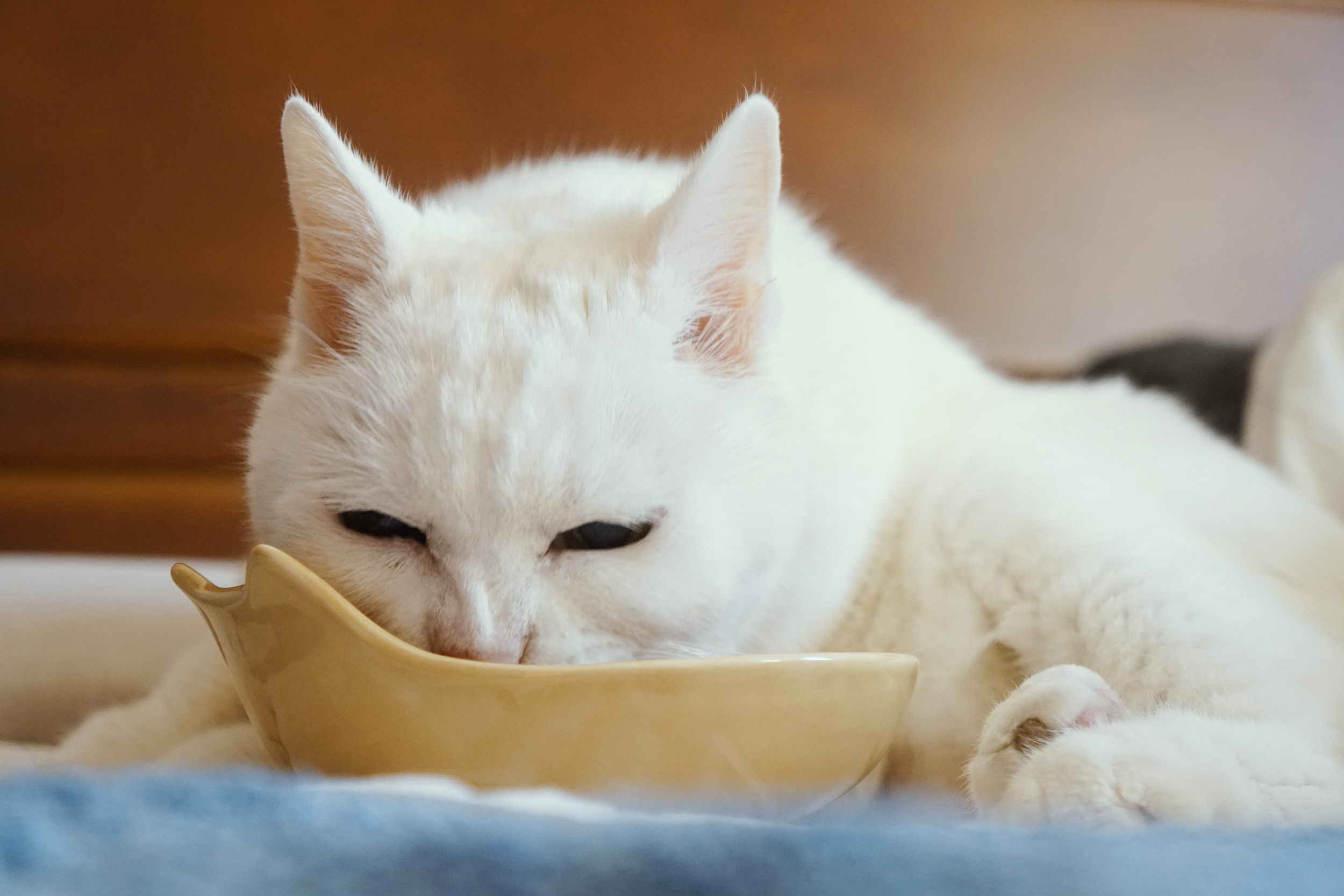 老寶吃的香～～ 