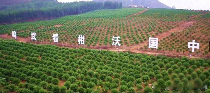 【“中国沃柑之乡”广西武鸣：一颗“甜蜜果”串起百亿富民链】

当下正值2025/