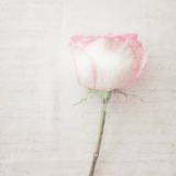 栖聿宁