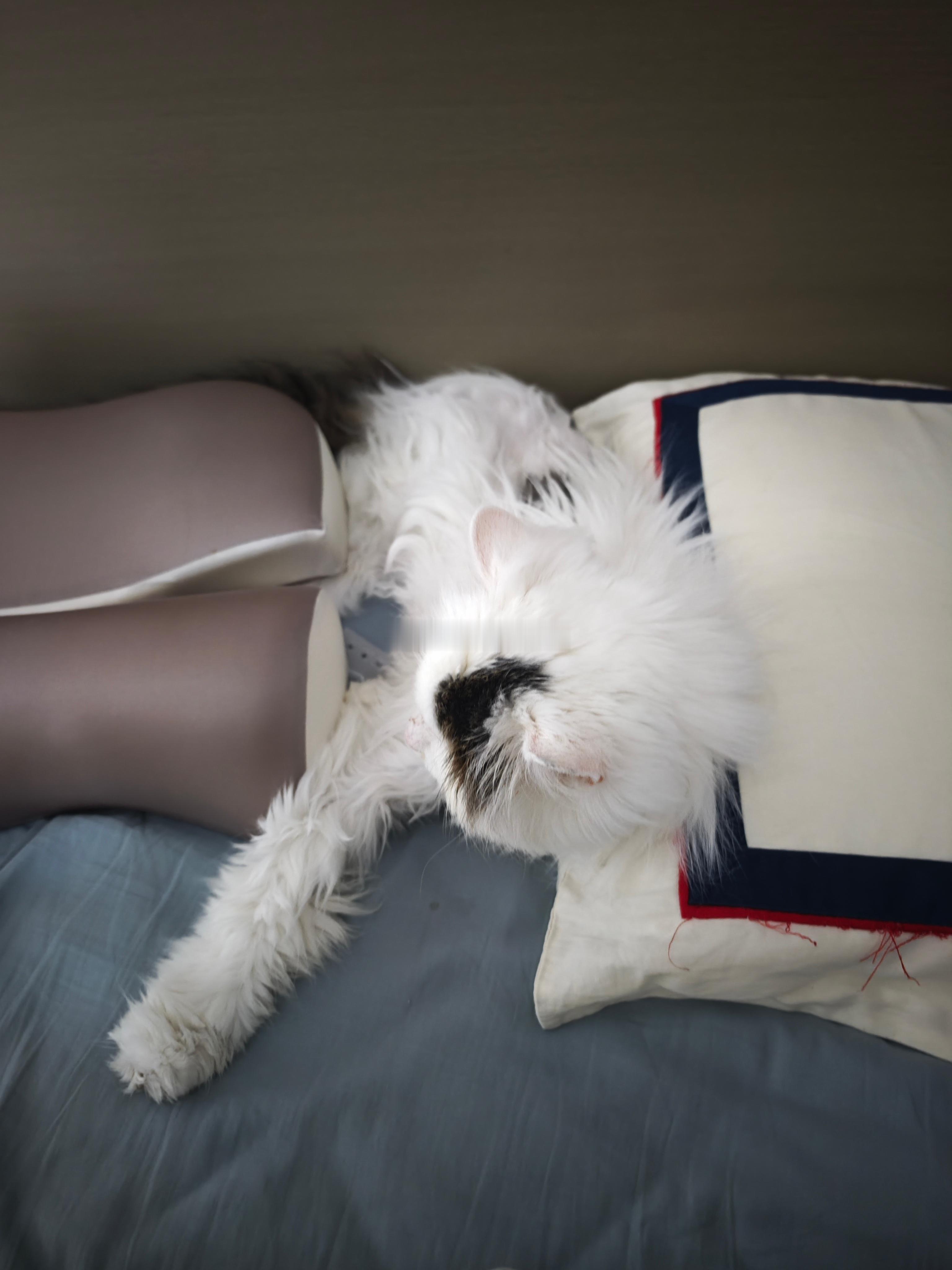内猫，不出门的小猫确实不脏吧，就是挺影响睡眠质量的…主要是真不想让它上床确实也挺
