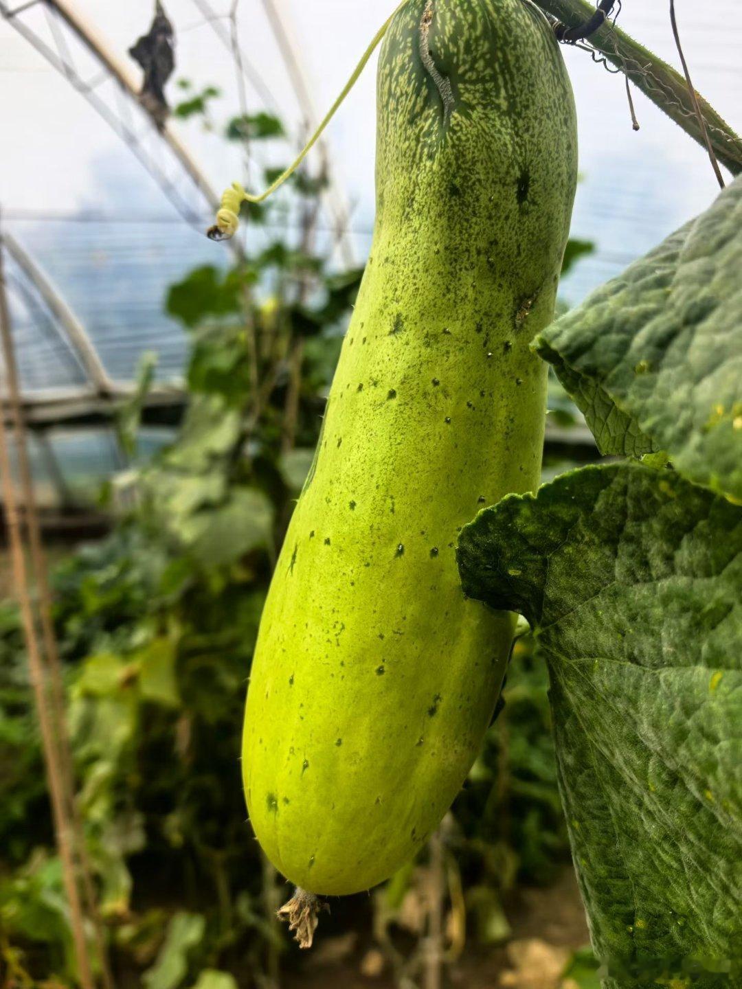 我又来家邻居家的小小菜园收割啦 