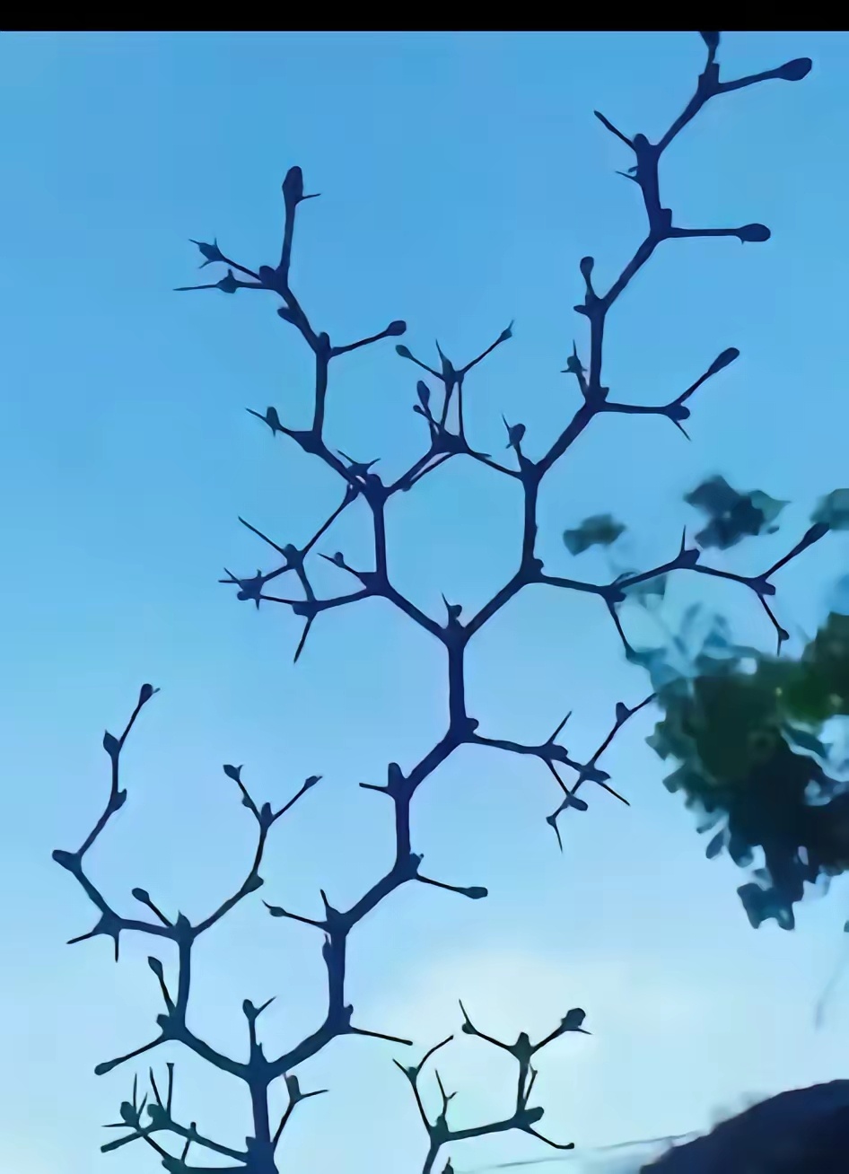 大家猜猜，这棵树是什么专业？ 