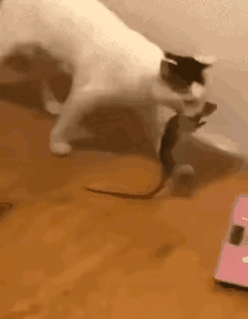 猫:必须过下秤，看看今天的收获重量够不够，会不会缺斤少两[撇嘴]