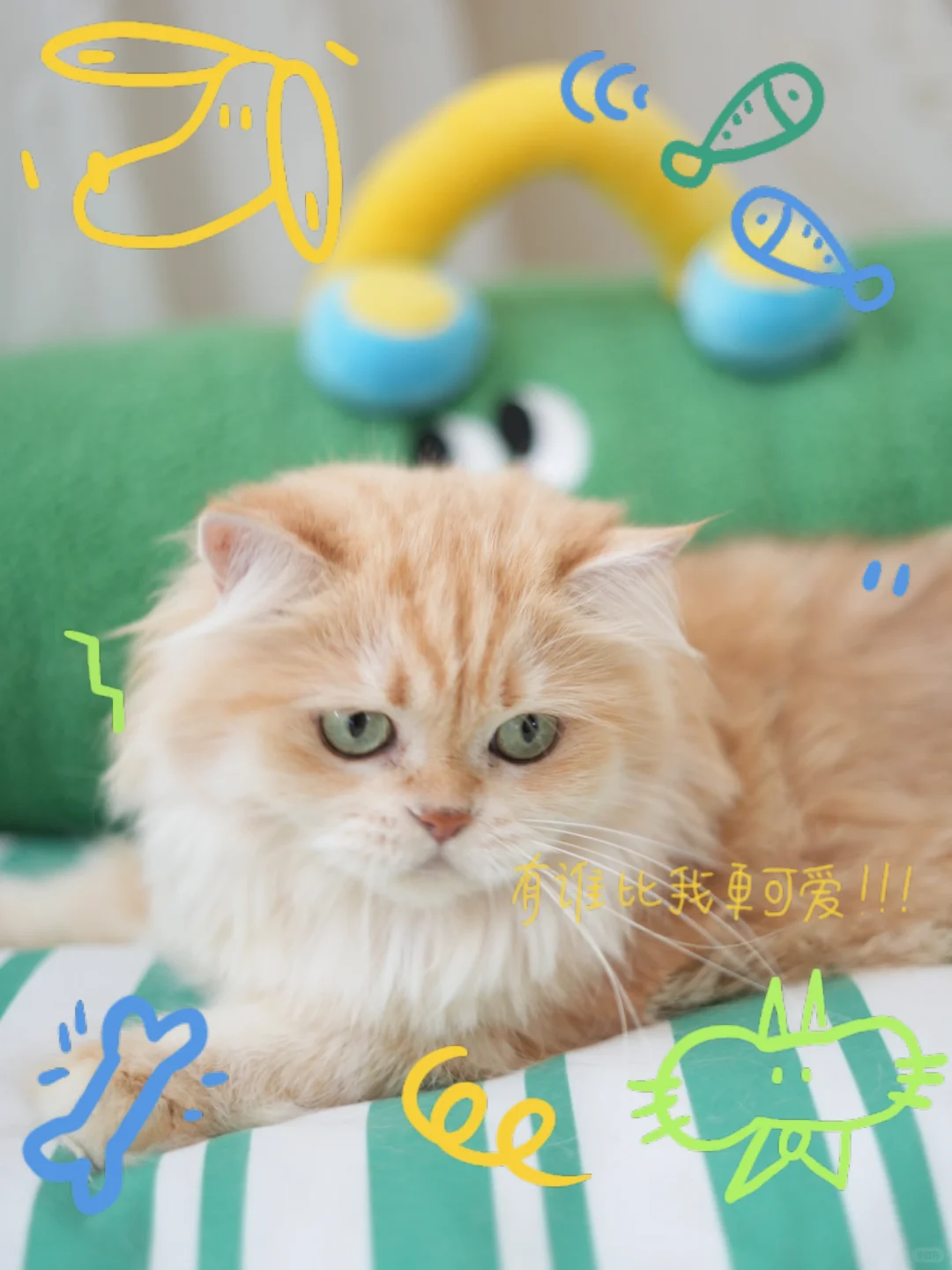 猫咪治愈世界 想记录下此刻 这个模板有点东西