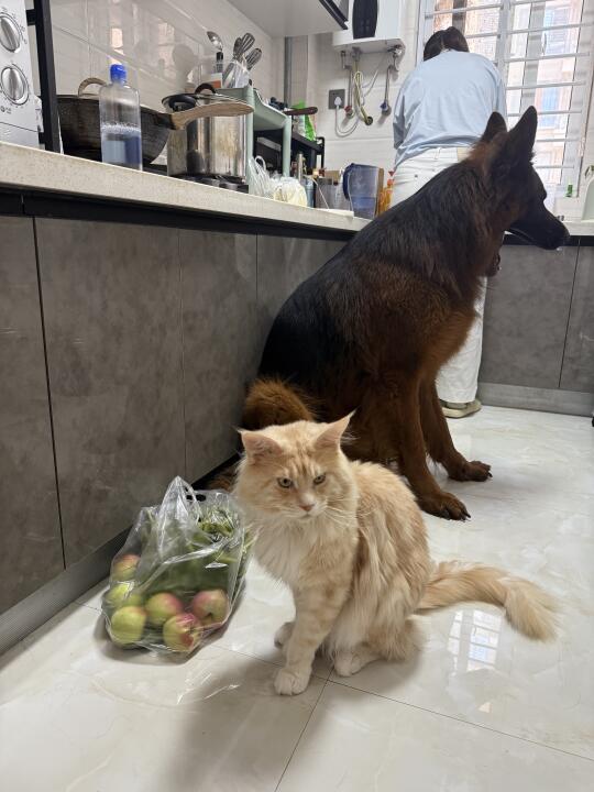 姥姥周末来给105斤茶杯犬做饭饭