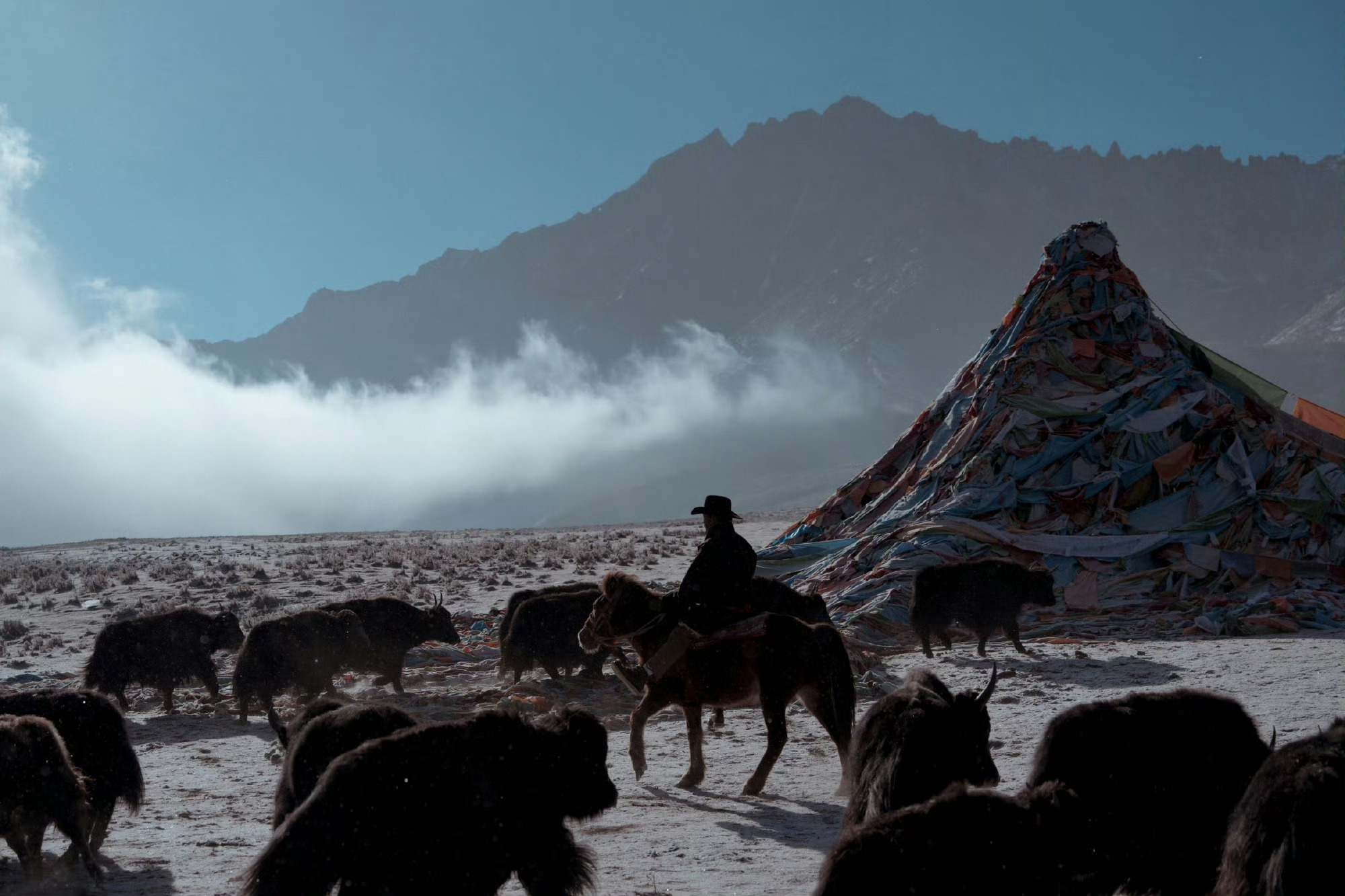 金巴过年回草原放牧 新年跟着金巴回草原，给软萌小羊羔征名啦！留下你最有心意的名字