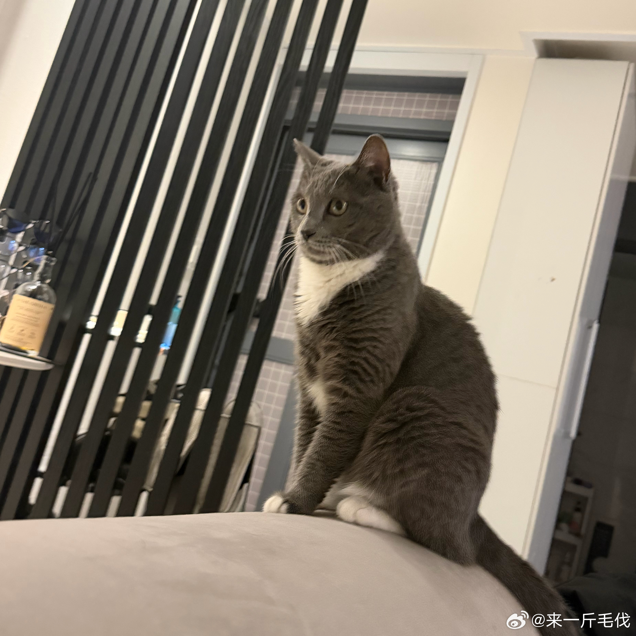 拍了猫咪怎么不拍老婆 
