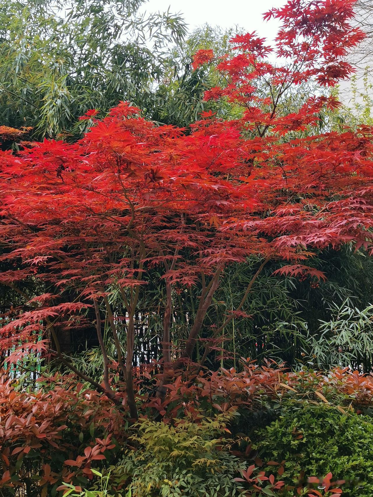 院子里的花，初春梅花，玉兰，杏花，桃花，仲春樱花，紫荆，暮春紫烟，红木香，依次开