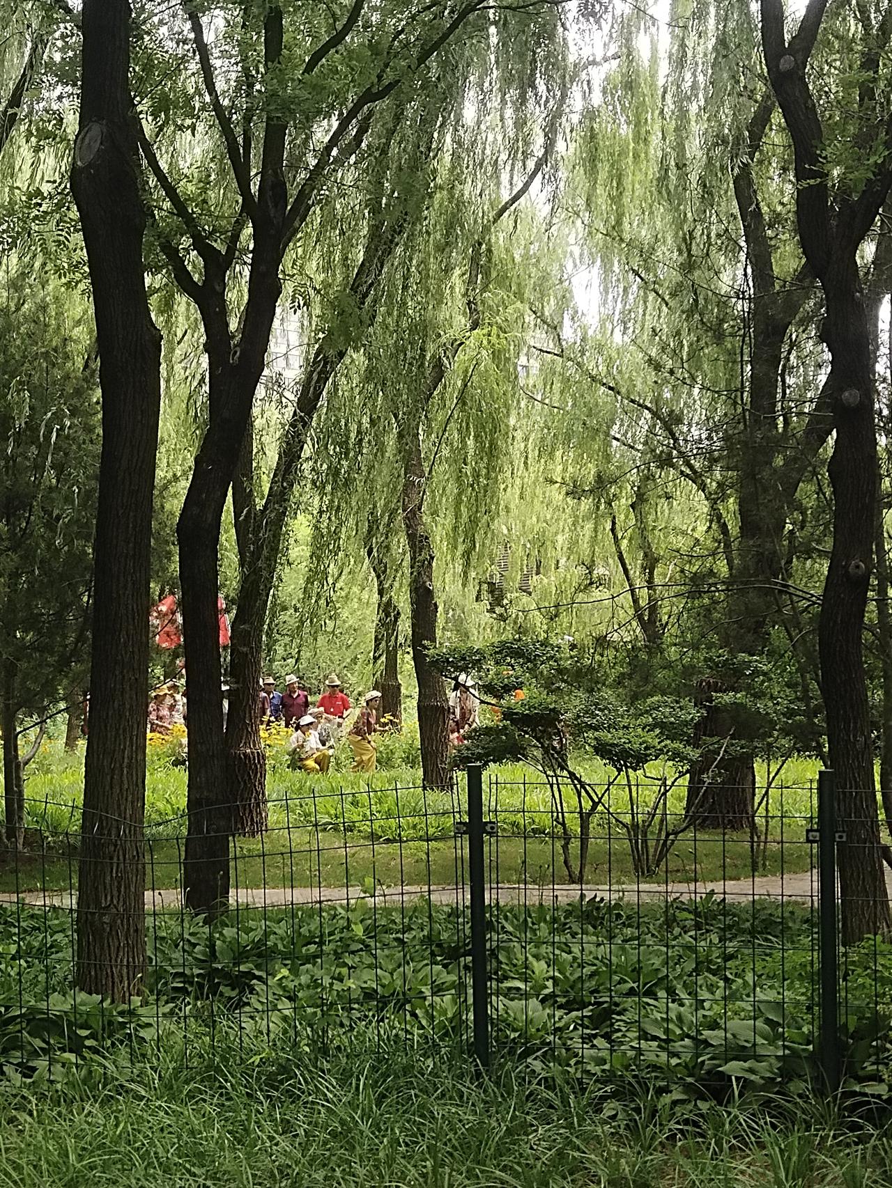 今天在公园邂逅一支老人旅游团，他们举着两面旗帜，队伍声势浩大，一路谈笑风生。碰到