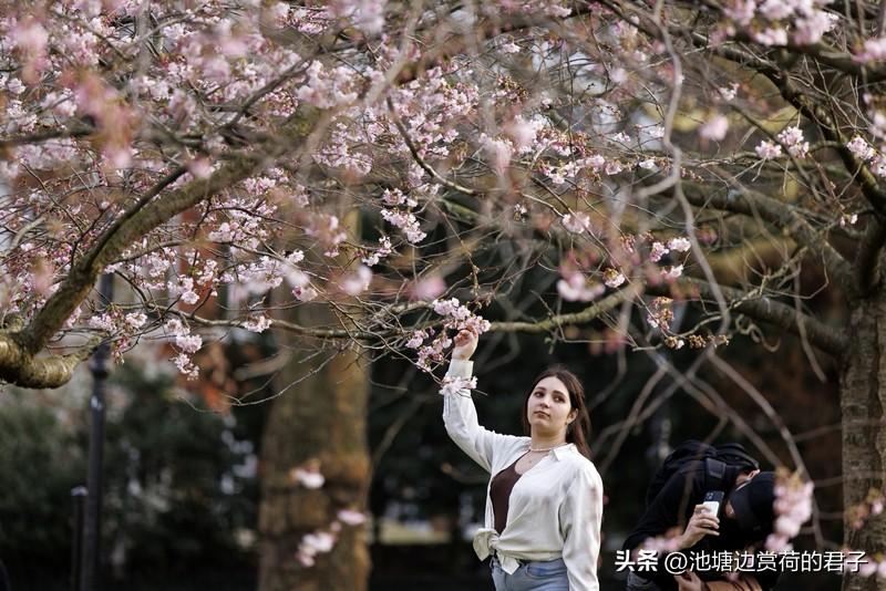 春暖花开，正是出门走走的好时节！要是喜欢赏花，焦作是个不错的选择。眼下塔南路旁的