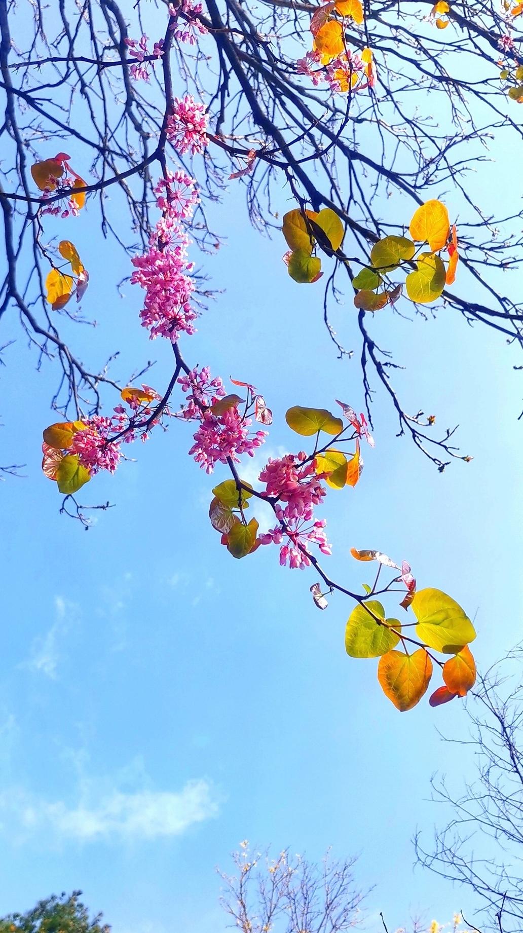 荆花谢楝花开
天蓝如洗映秀枝，
紫瓣轻落迷眼时。
又是楝花开烂漫，
十里艳景不如