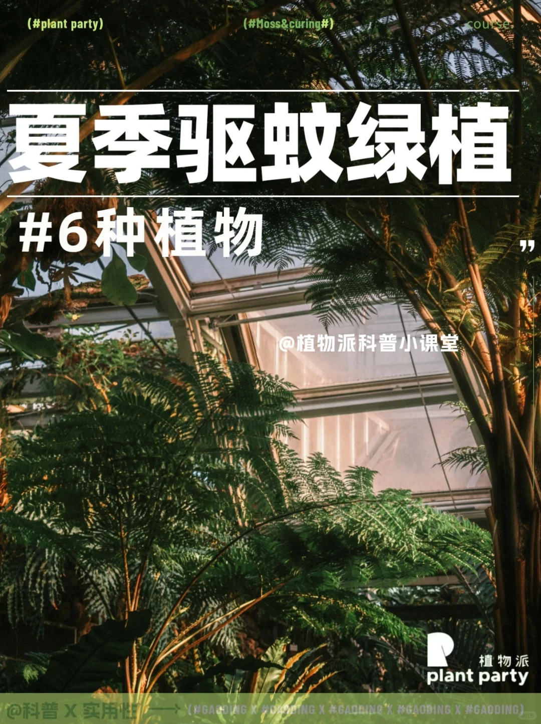今年别想叮我一下！6款驱蚊植物你种了没