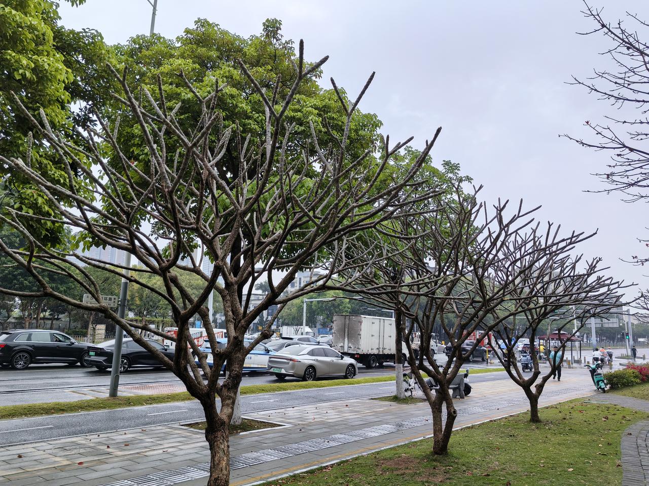春分时节，街道偶见光秃秃的树叉，但感觉仍然生机盎然，不知道什么树名？
深圳宝安区
