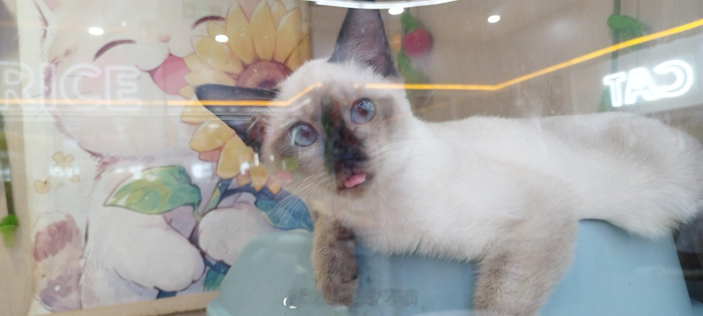 今天出去玩看到一只傻傻的猫🐱我不行了，一只眼睛站岗，一只眼睛放哨，还有舌头吐在