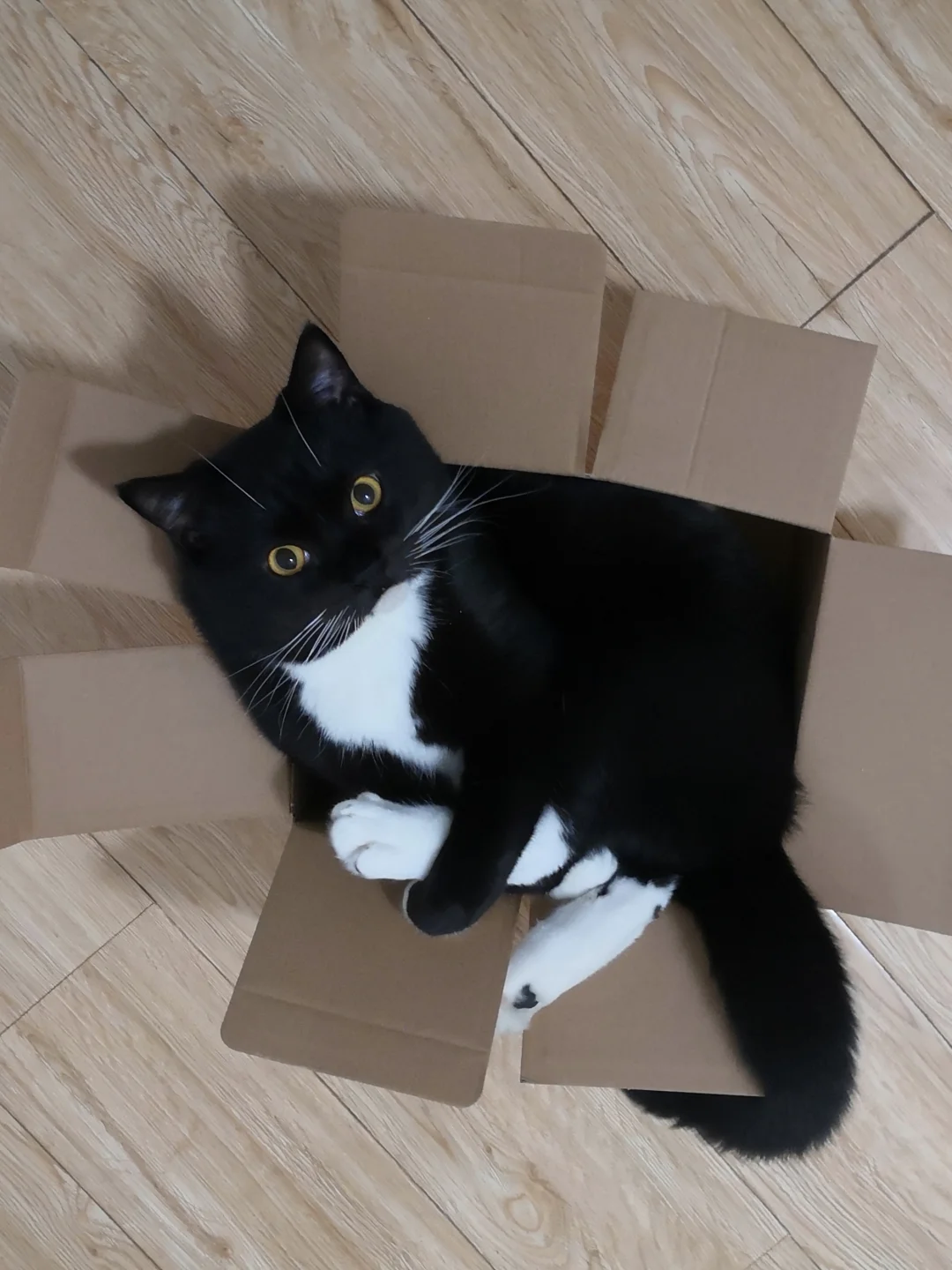 单肾小猫的猫三联多久打一次呢？