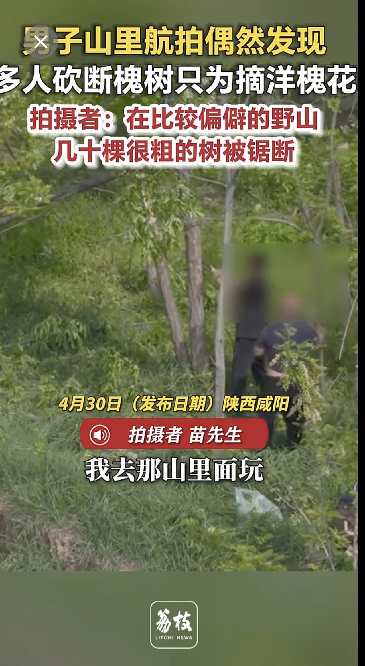 男子山里航拍偶然发现 多人砍断槐树只为摘洋槐花 拍摄者：在比较偏僻的野山 几十棵