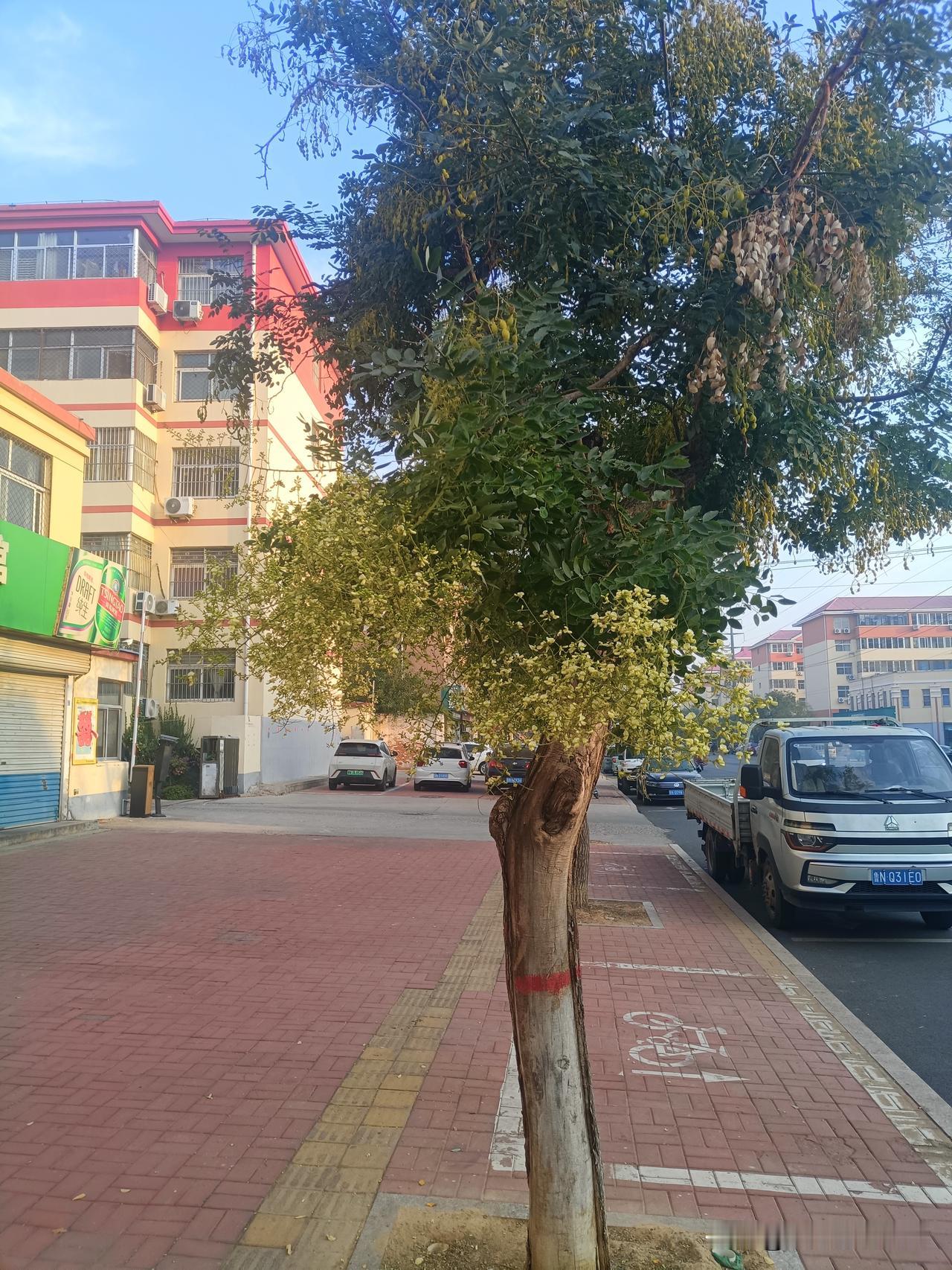 终于忍不住了。今儿中午，歇了一个月的风扇又用上了。
早晨15度刚刚好，可中午又到