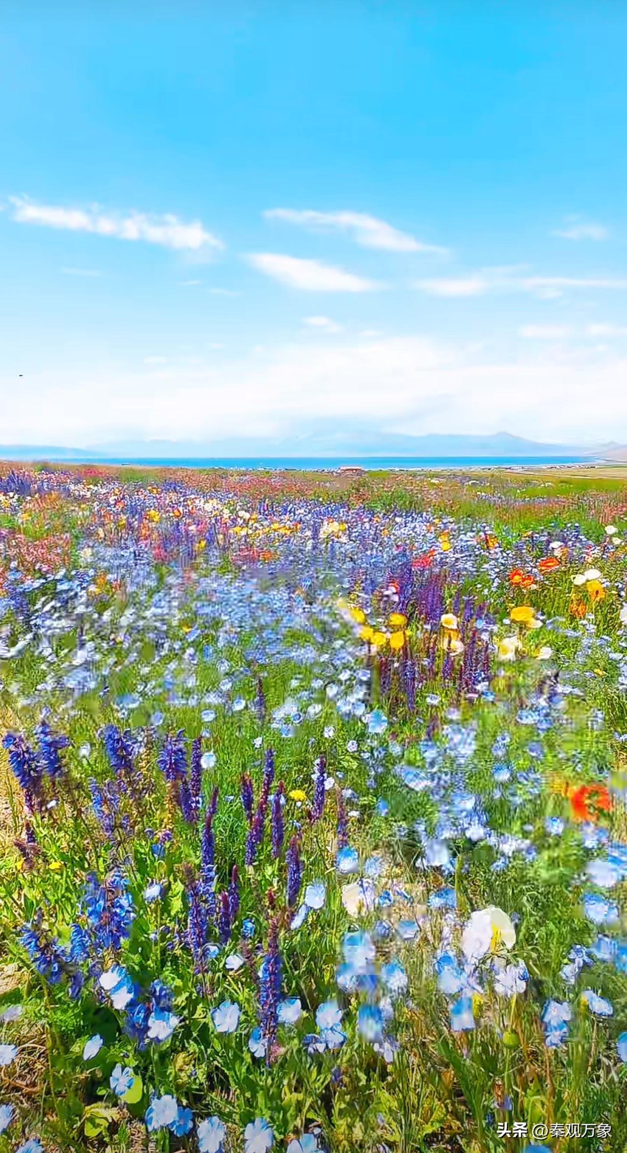 赛里木湖的花海