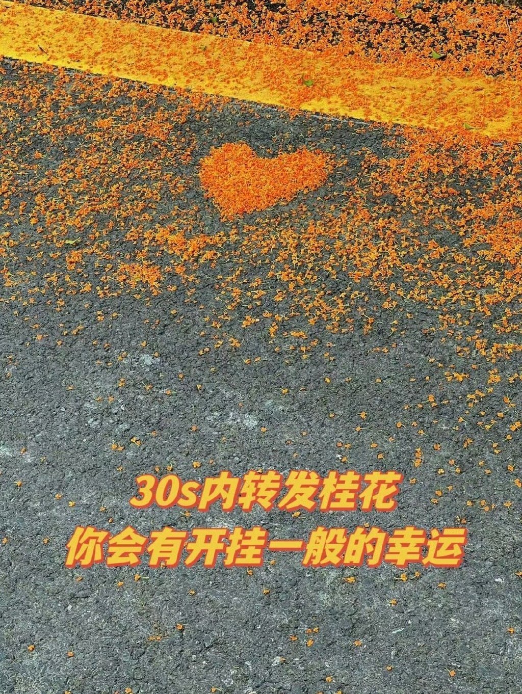 遇见桂花的你，许愿超灵 