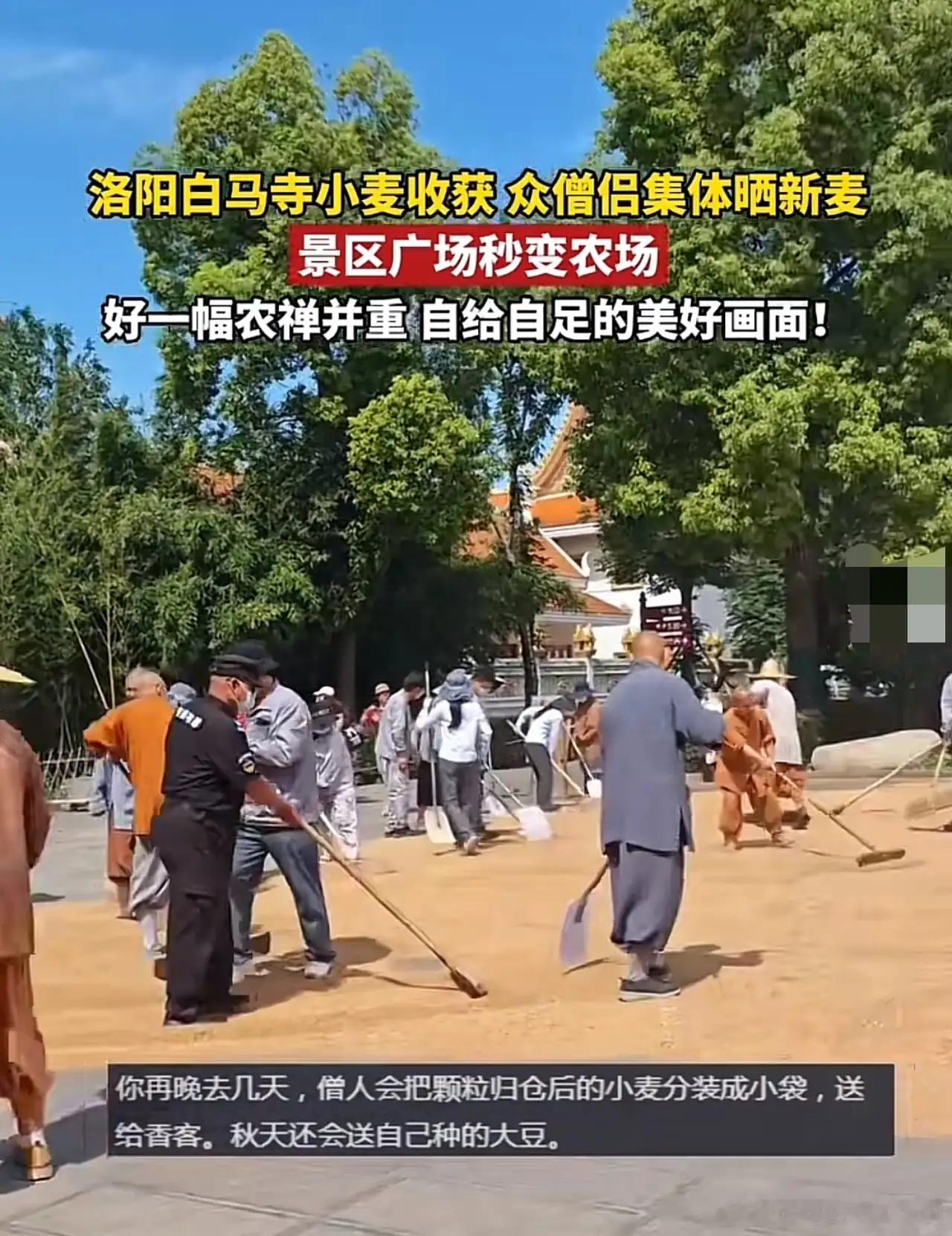 白马寺回应僧人顶着33度气温收麦子说实话，以前总觉得寺庙里就是诵经祈福，日子清闲
