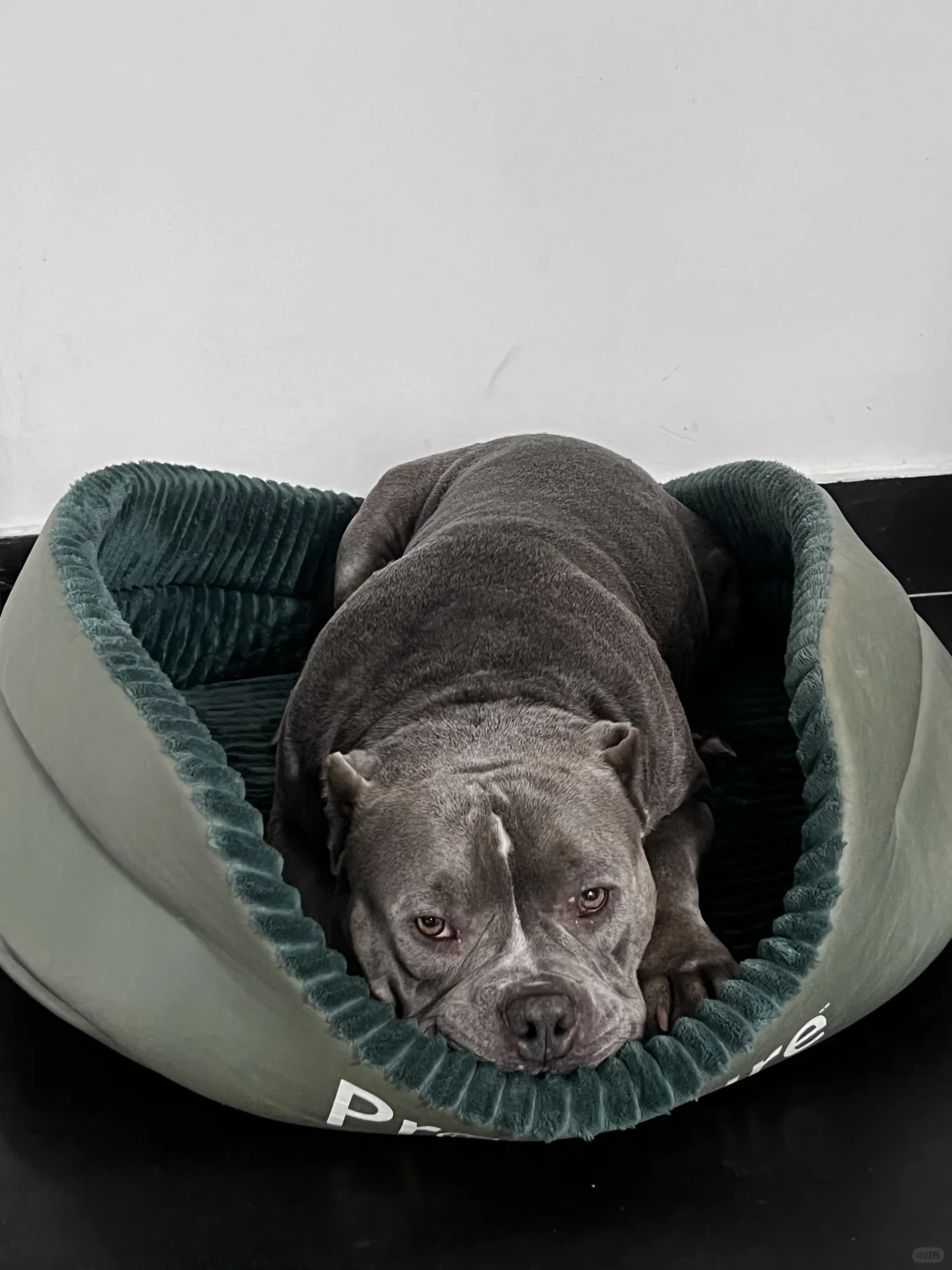 多渴望的小眼神啊