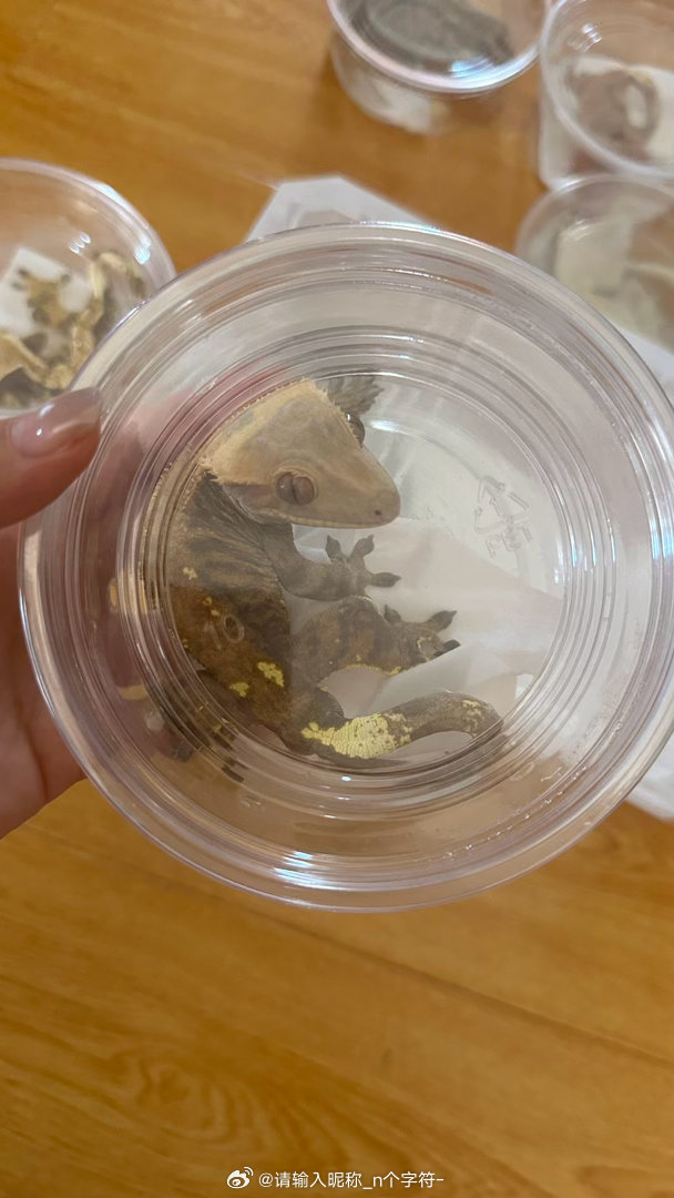 一堆手机永远拍不出它们美丽的小崽 