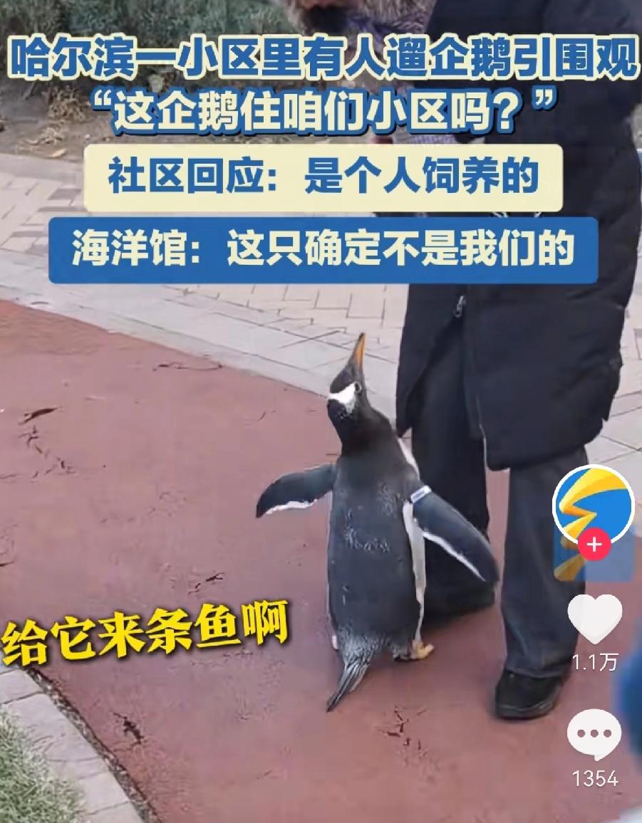 遛狗遛猫我见过
遛猪我也见过
遛企鹅是真没见过，这玩意拉屎往后喷，喷到墙上也不好